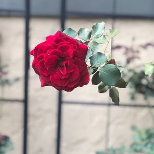 Meet your Posher, Kellykelly